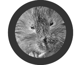 Essex Wildlife Trust